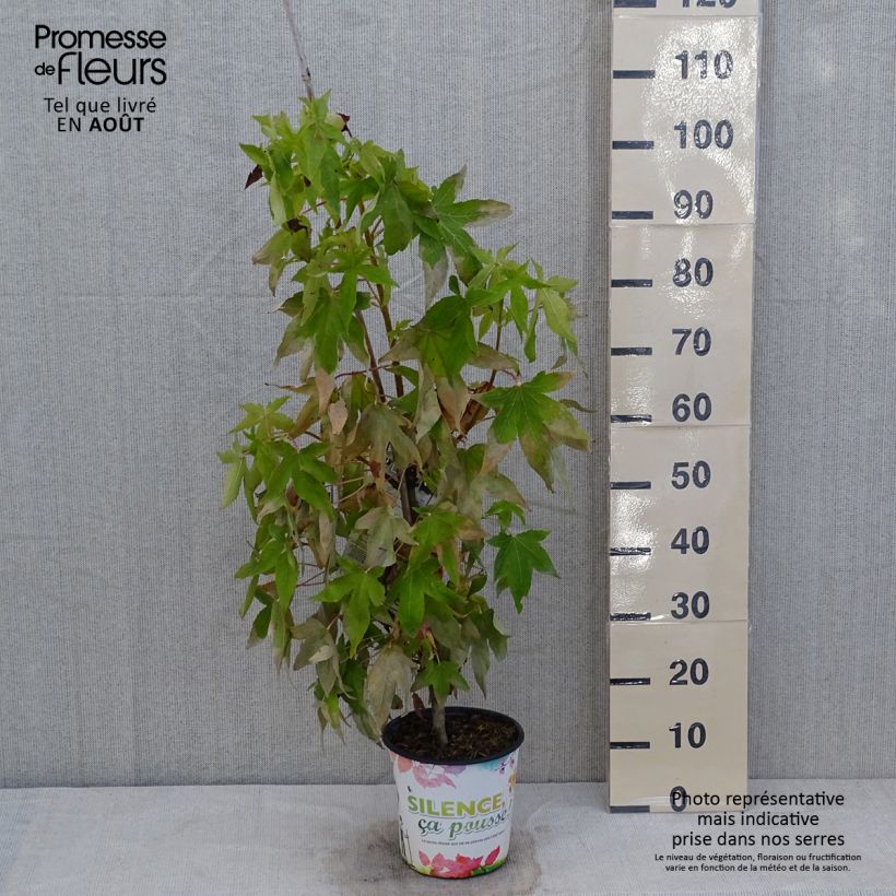 Exemplaar van Liquidambar styraciflua Thea - Amberboom Pot van 4 l/5 l zoals geleverd in de zomer