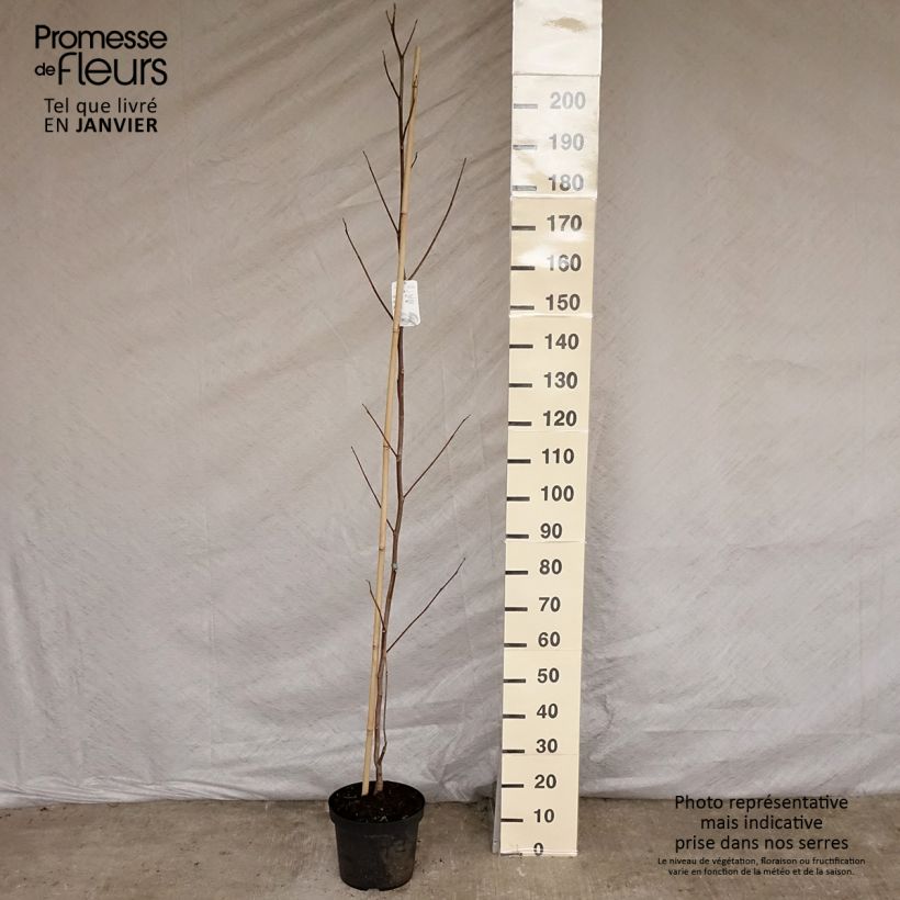 Example of Liriodendron tulipifera Aureomarginatum - Tulipier de Virginie  Pot van 7,5 l/10 l as you get in hiver
