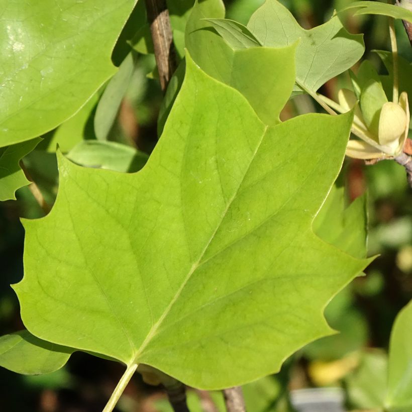 Liriodendron tulipifera Emerald City - Tulpenboom (Blad)