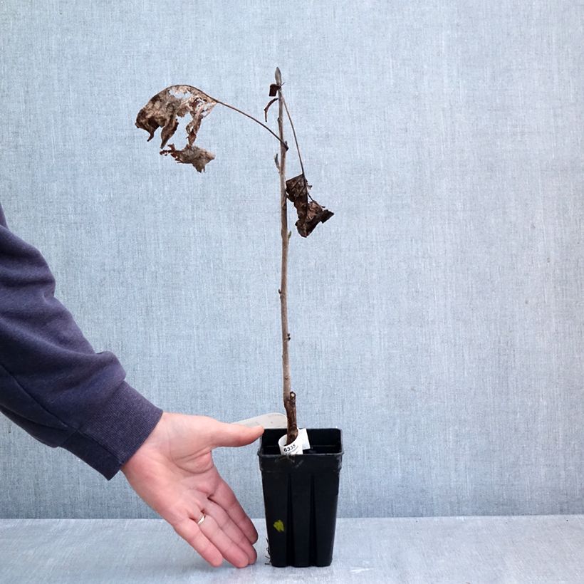 Example of Liriodendron tulipifera Emerald City - Tulpenboom Pot van 1 l/1,5 l as you get in automne