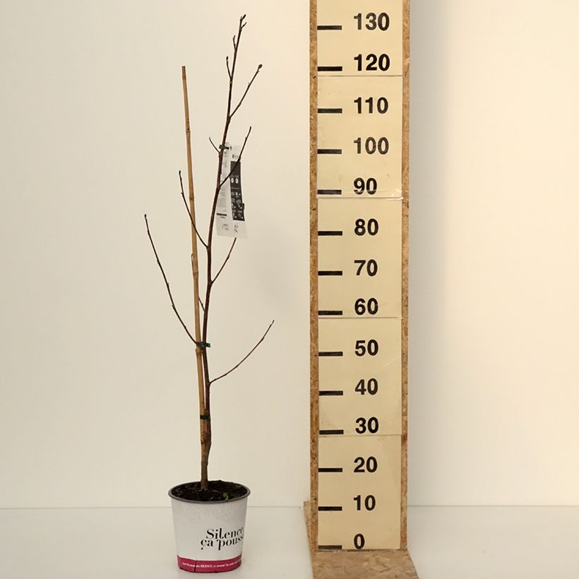 Example of Liriodendron tulipifera Fastigiata - Tulipier de Virginie Pot van 4 l/5 l as you get in hiver