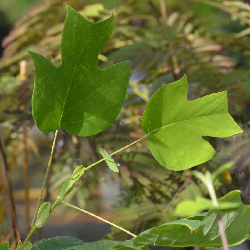 Liriodendron tulipifera - Tulpenboom (Foliage)