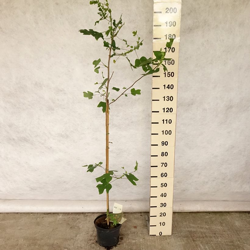 Exemplaar van Liriodendron tulipifera - Tulpenboom Pot van 4 l/5 l zoals geleverd in de zomer