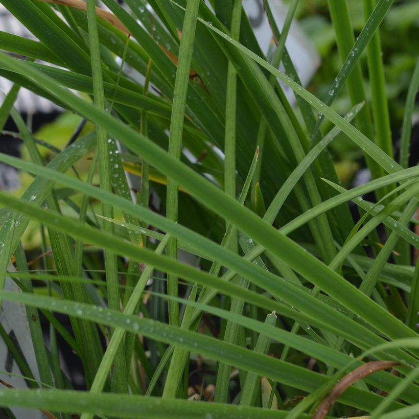 Liriope muscari - Leliegras (Foliage)