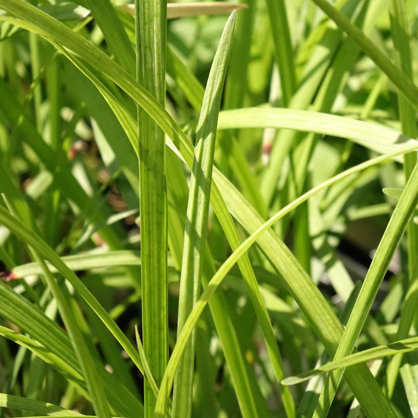 Liriope muscari Big Blue - Leliegras (Blad)
