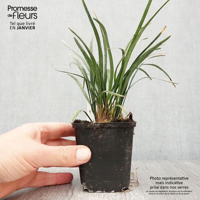 Example of Liriope muscari Big Blue - Leliegras Kweekpotje van 8/9 cm as you get in hiver