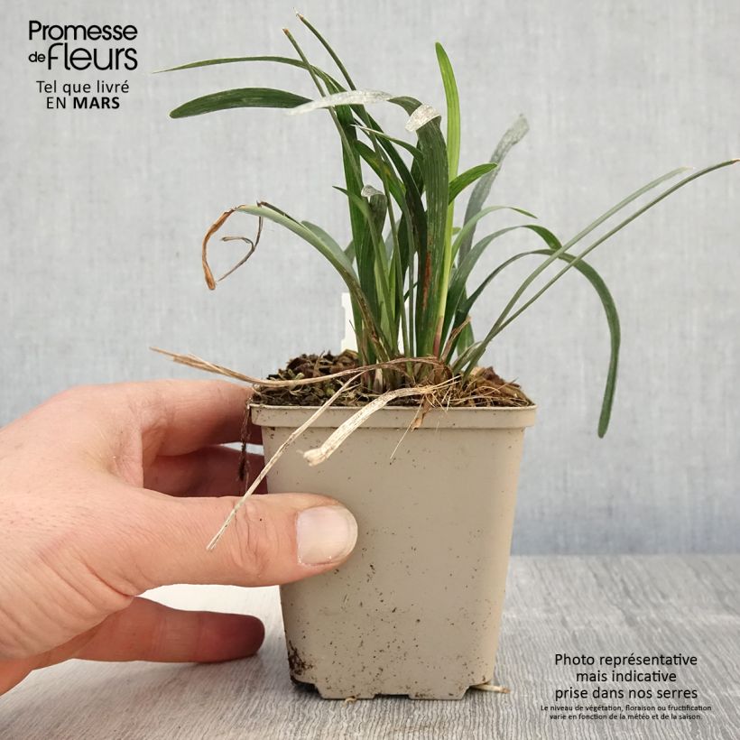 Exemplaar van Liriope muscari Big Blue - Leliegras Kweekpotje van 8/9 cm zoals geleverd in de lente