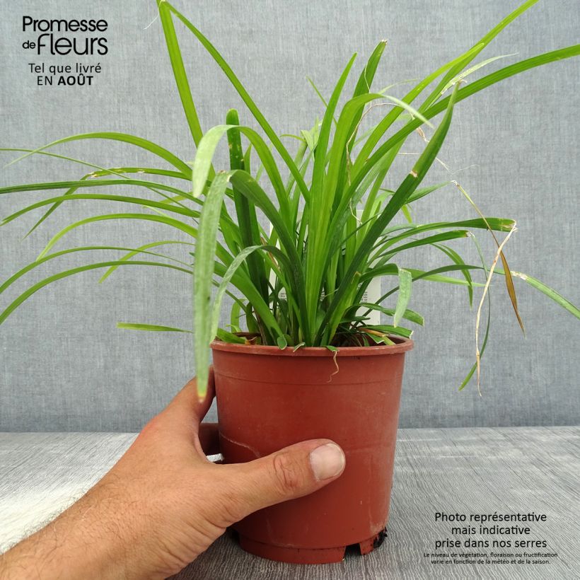 Exemplaar van Liriope muscari Evergreen Giant - Leliegras Pot van 1 l/1,5 l zoals geleverd in de zomer