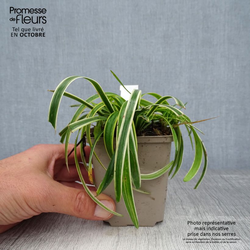 Exemplaar van Liriope muscari Gold Banded - Leliegras Kweekpotje van 8/9 cm zoals geleverd in de herfst