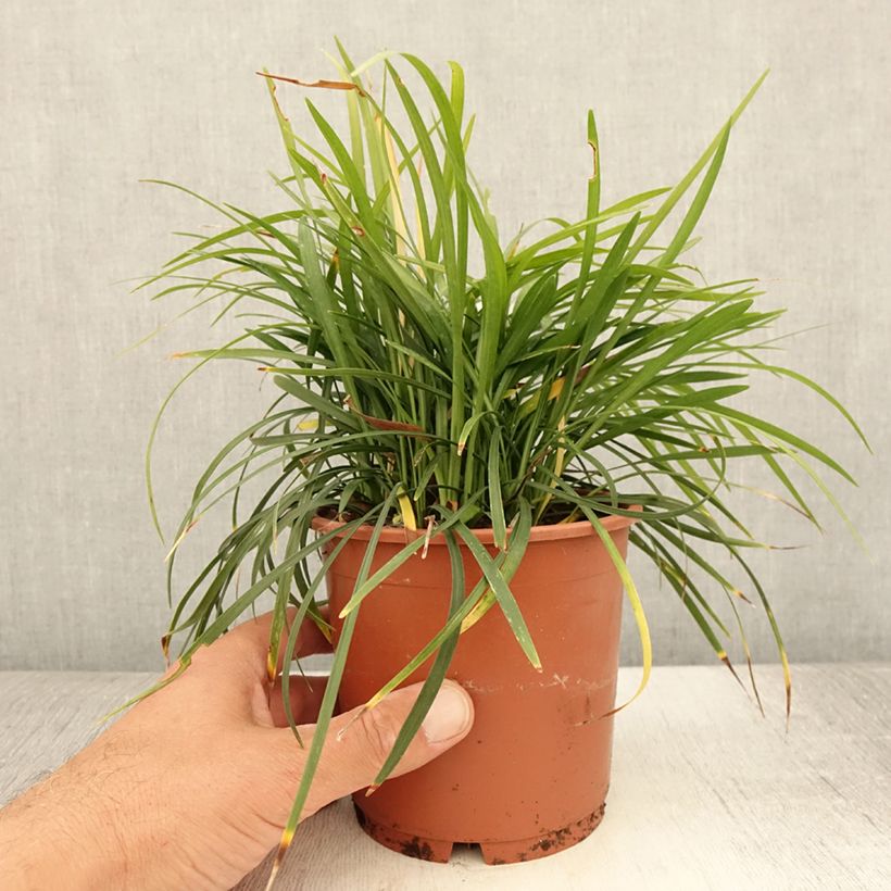 Exemplaar van Liriope muscari Ingwersen - Leliegras Pot van 1 l/1,5 l zoals geleverd in de zomer