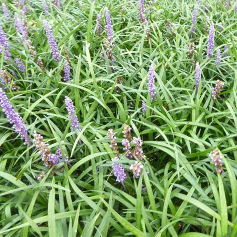 Liriope muscari Lilac Wonder - Leliegras (Foliage)