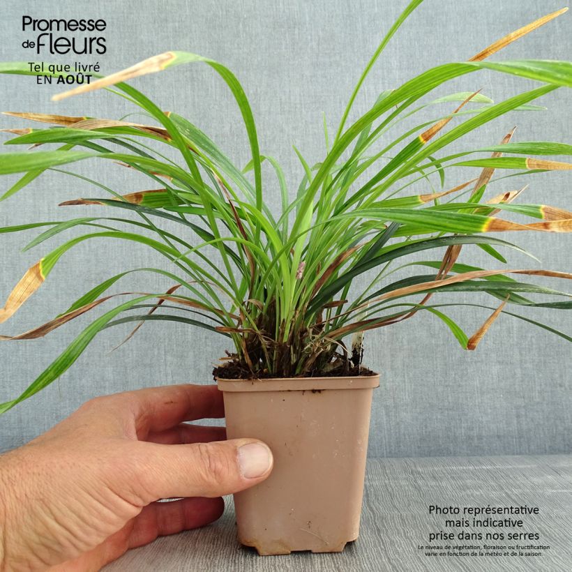 Exemplaar van Liriope muscari Lilac Wonder - Leliegras Kweekpotje van 8/9 cm zoals geleverd in de zomer