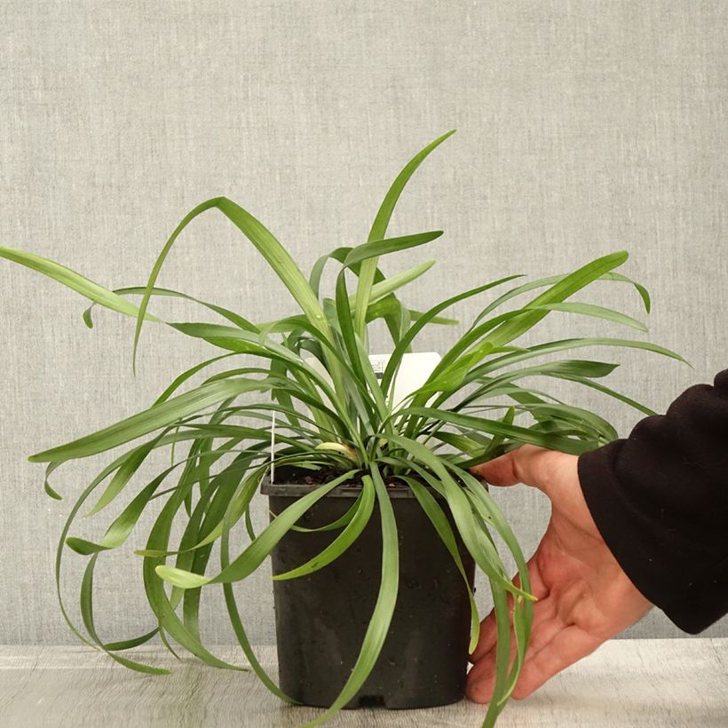 Exemplaar van Liriope muscari Monroe White - Leliegras Pot van 2 l/3 l zoals geleverd in de herfst
