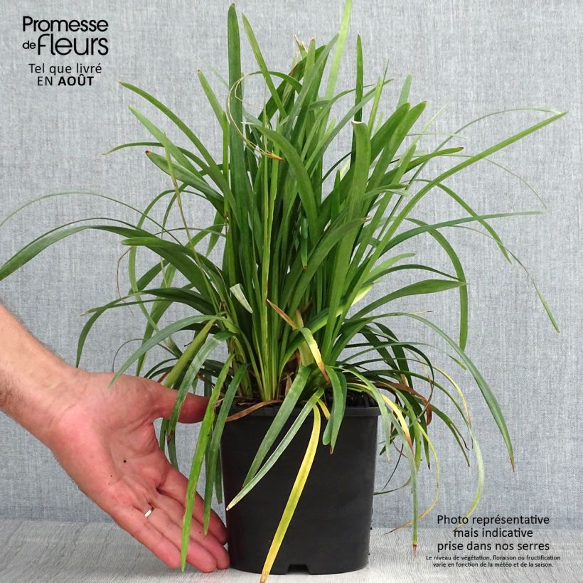 Exemplaar van Liriope muscari Monroe White - Leliegras Pot van 2 l/3 l zoals geleverd in de zomer