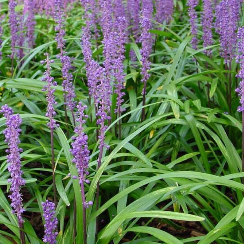 Liriope muscari Royal Purple - Leliegras (Foliage)