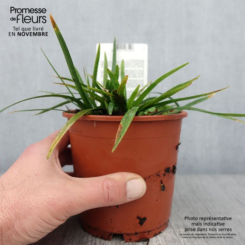 Exemplaar van Liriope muscari Royal Purple - Leliegras Pot van 1 l/1,5 l zoals geleverd in de herfst