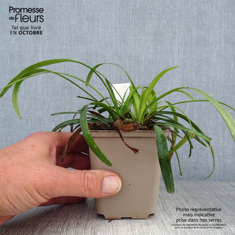 Exemplaar van Liriope muscari Royal Purple - Leliegras Kweekpotje van 8/9 cm zoals geleverd in de herfst