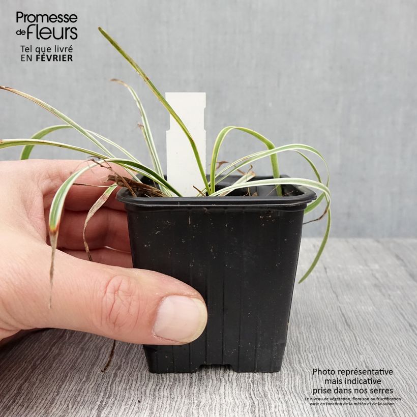 Example of Liriope muscari Silvery Sunproof Kweekpotje van 8/9 cm as you get in hiver