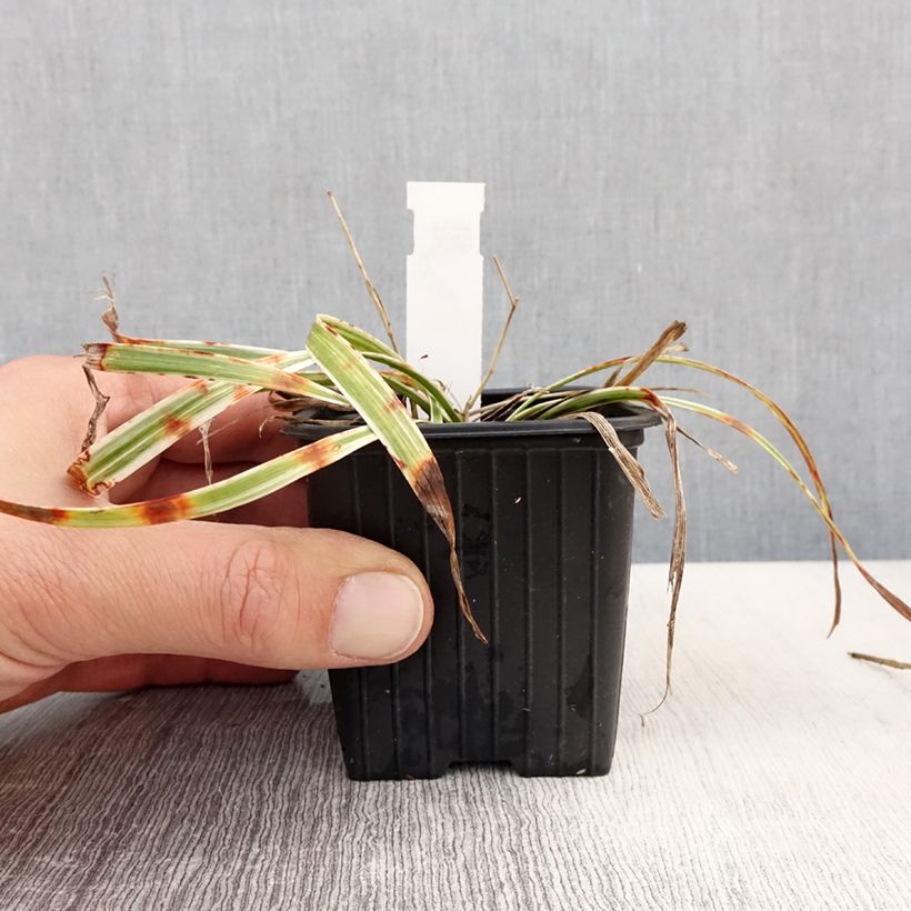 Exemplaar van Liriope muscari Silvery Sunproof - Leliegras Kweekpotje van 8/9 cm zoals geleverd in de lente