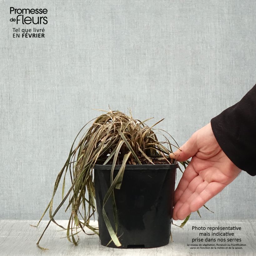Exemplaar van Liriope spicata Silver Dragon - Leliegras Pot van 2 l/3 l zoals geleverd in de winter