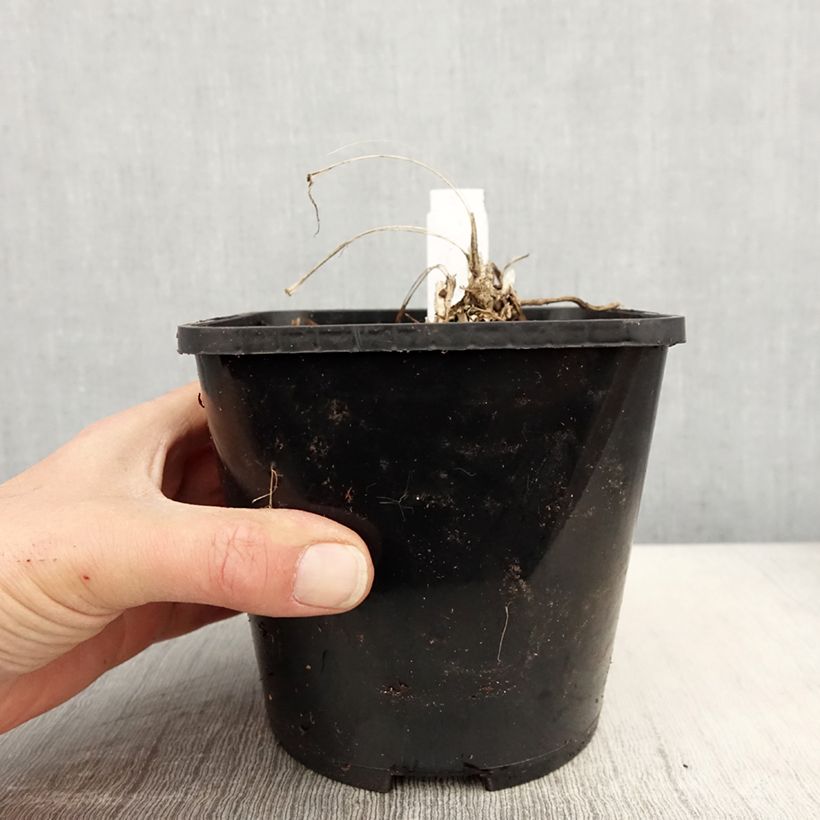 Exemplaar van Liriope spicata Silver Dragon - Leliegras Pot van 2 l/3 l zoals geleverd in de lente