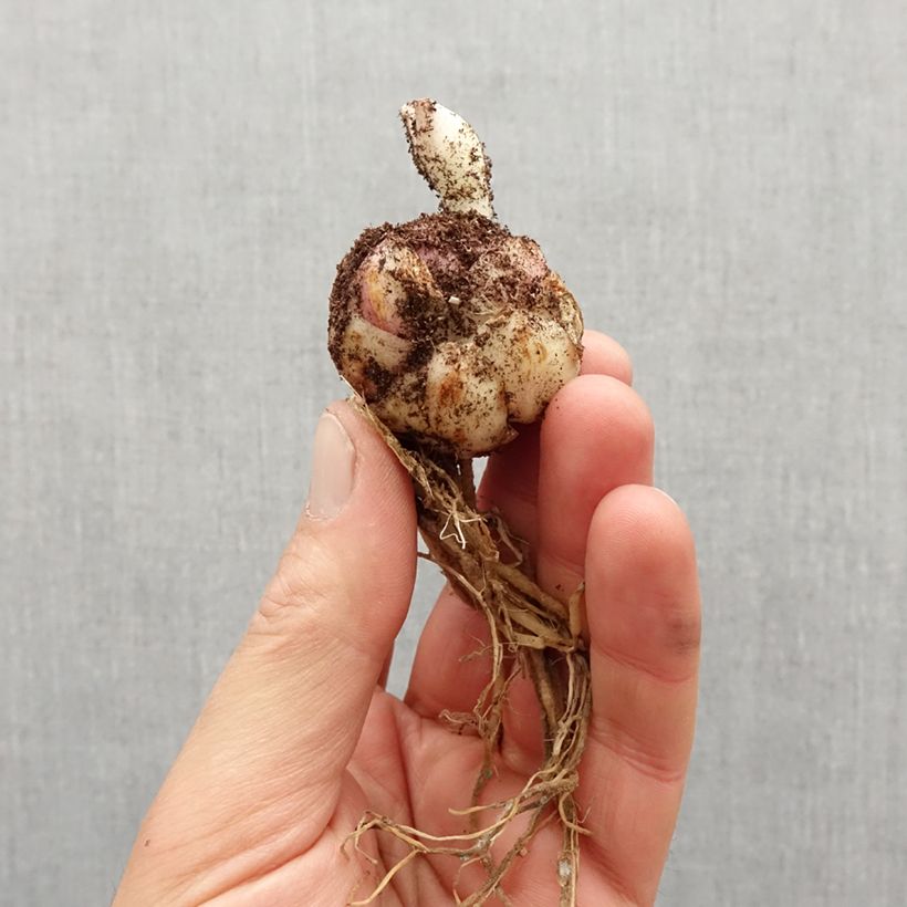 Example of Lis asiatique Broken Heart Bol size 14/16 as you get in printemps