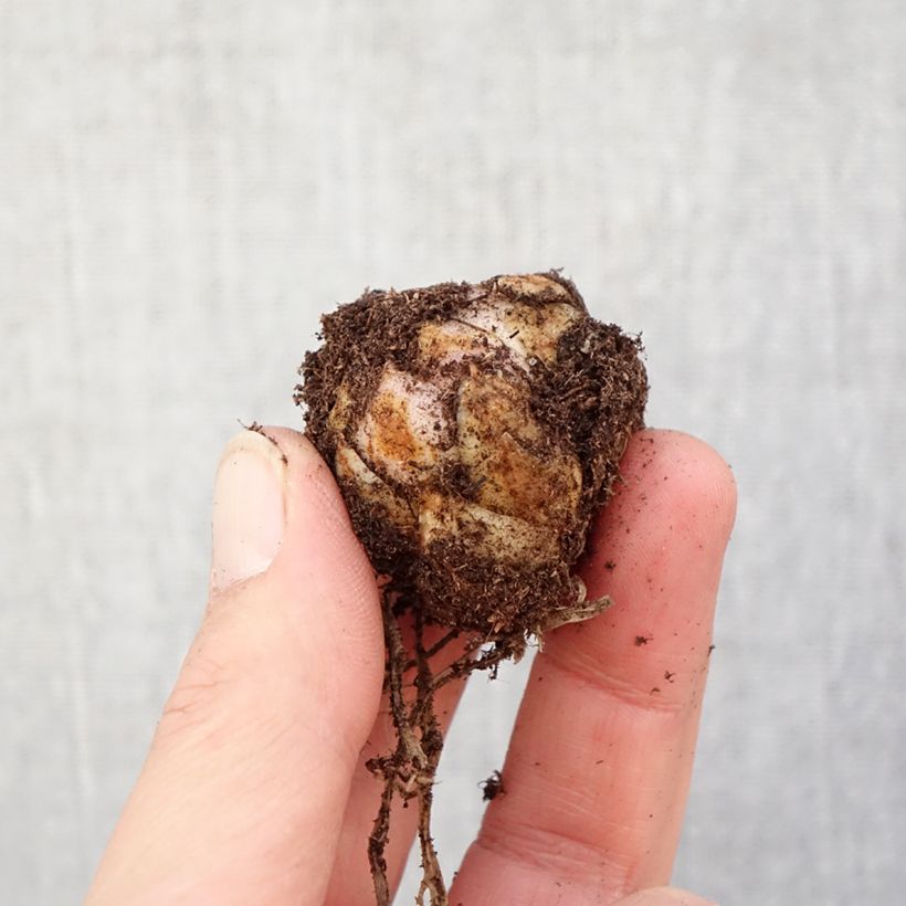 Exemplaar van Lis asiatique Forever Linda Bol kaliber 16/18 zoals geleverd in de lente