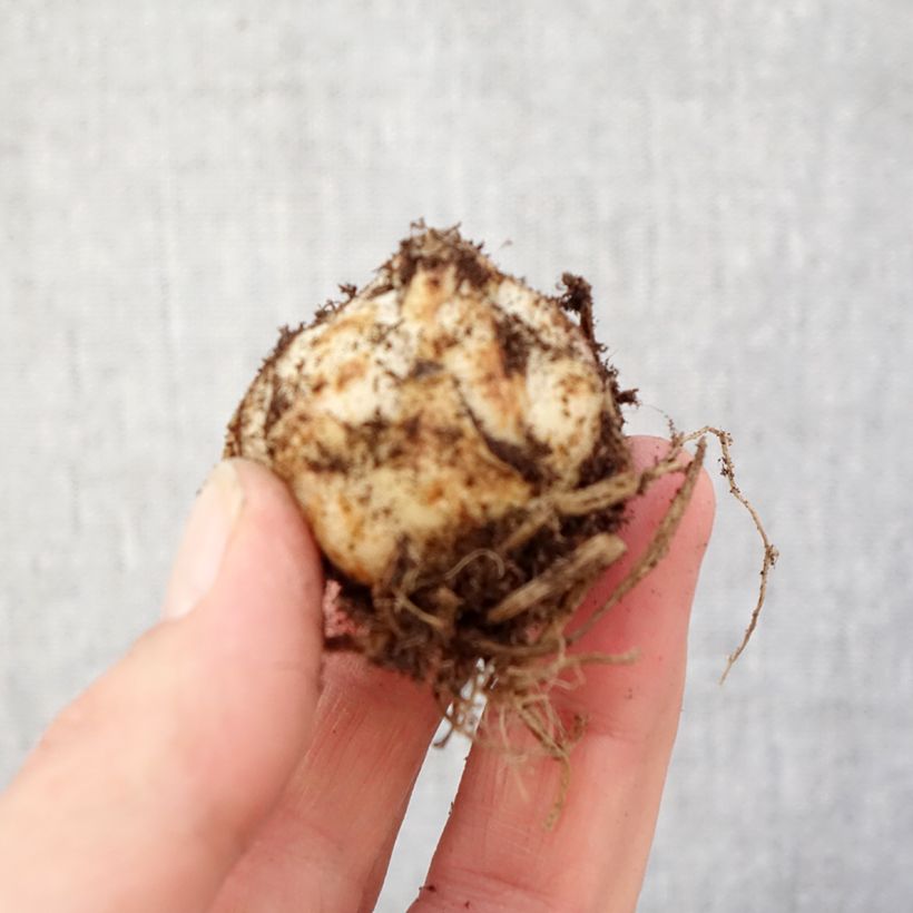 Exemplaar van Lis asiatique Gwen - Lys nain pour pot Bol kaliber 14+ zoals geleverd in de lente