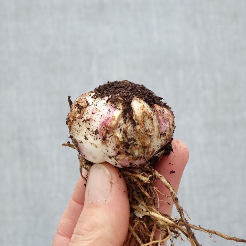 Example of Lis asiatique - Lilium Netty's pride Bol size 16/18 as you get in printemps