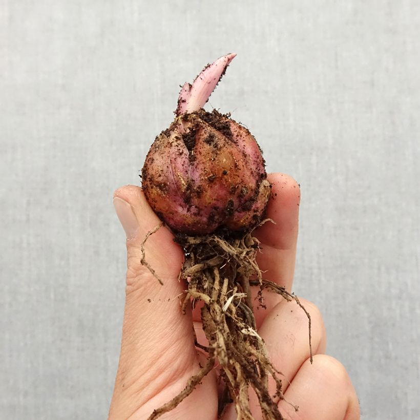 Example of Lis asiatique Mapira Bol size 16+ as you get in printemps