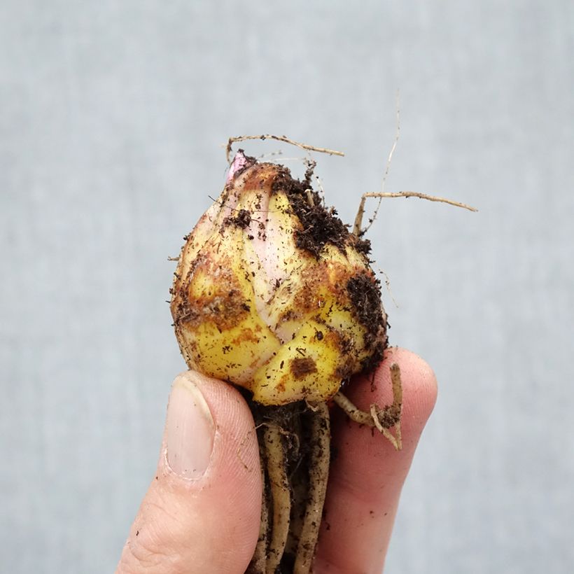 Exemplaar van Lilium Navona - Aziatische lelie Bol kaliber 14/16 zoals geleverd in de lente