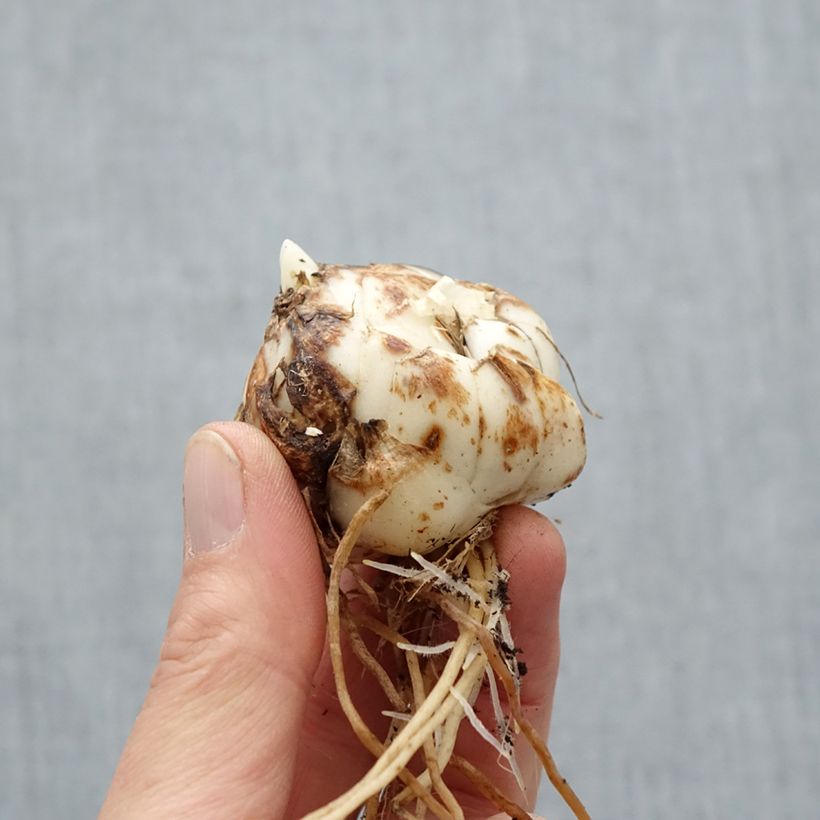 Exemplaar van Lilium Rosellas Dream - Aziatische lelie Bol kaliber 16/18 zoals geleverd in de lente