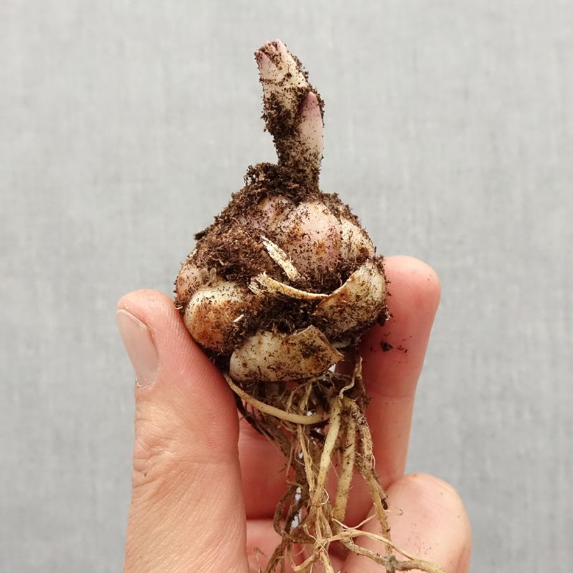 Example of Lis asiatique Soft Music Bol size 14/16 as you get in printemps