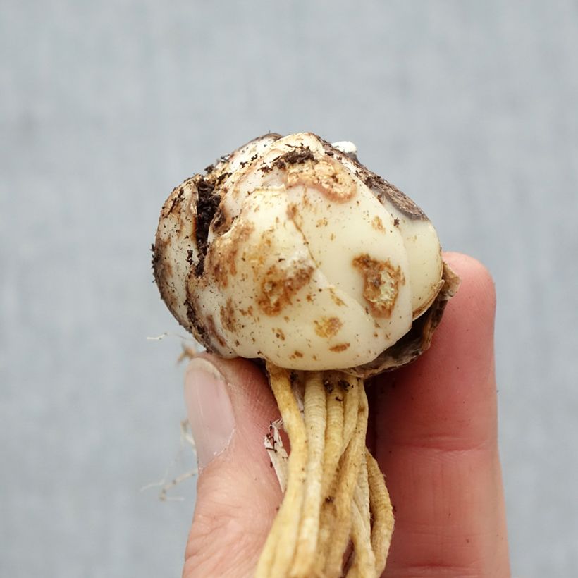 Example of Lis asiatique Tebaldi Bol Kaliber/Größe 16/18 as you get in printemps