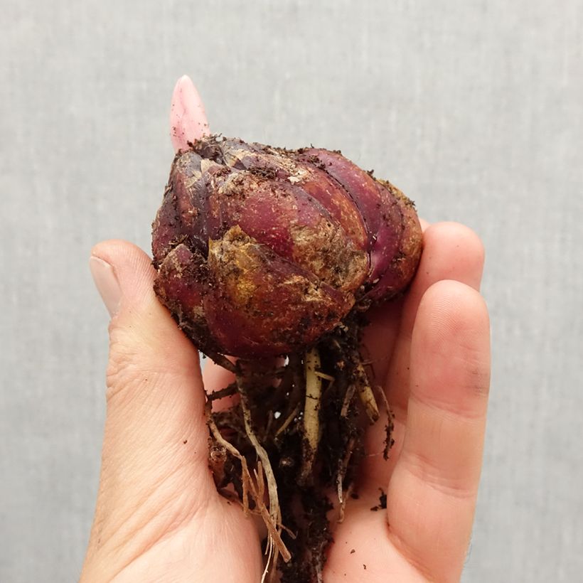 Example of Lis asiatiques en mélange Bol Kaliber/Größe 18/20 as you get in printemps