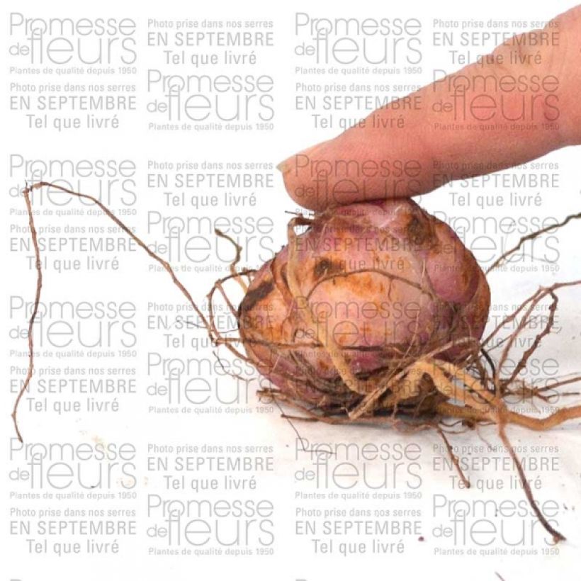 Voorbeeld van een exemplaar van Lilium leichtlinii - Lelie leichtlinii Bol kaliber 14/16 zoals geleverd