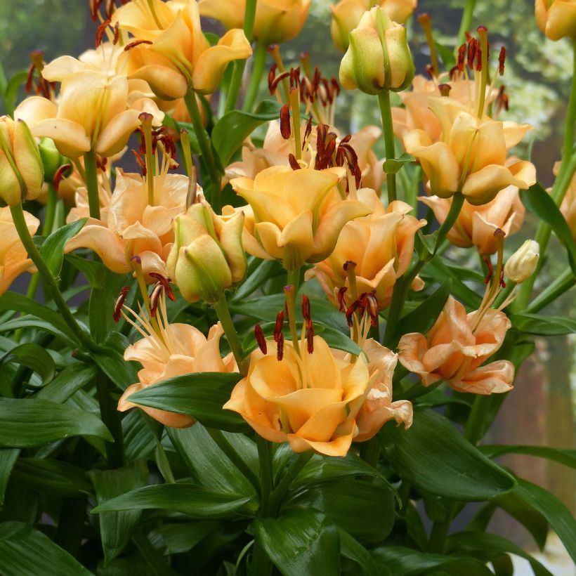 Lilium Apricot Fudge - Aziatische lelie (Bloei)