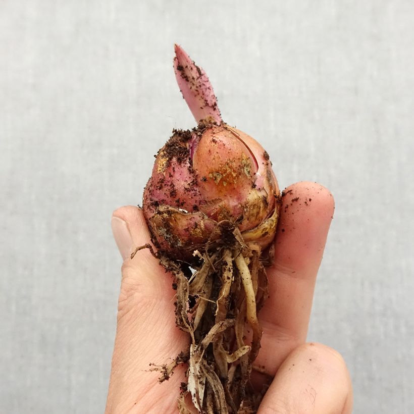 Example of Lis géant Honeymoon (Oriental/Trompette) Bol size 16/18 as you get in printemps