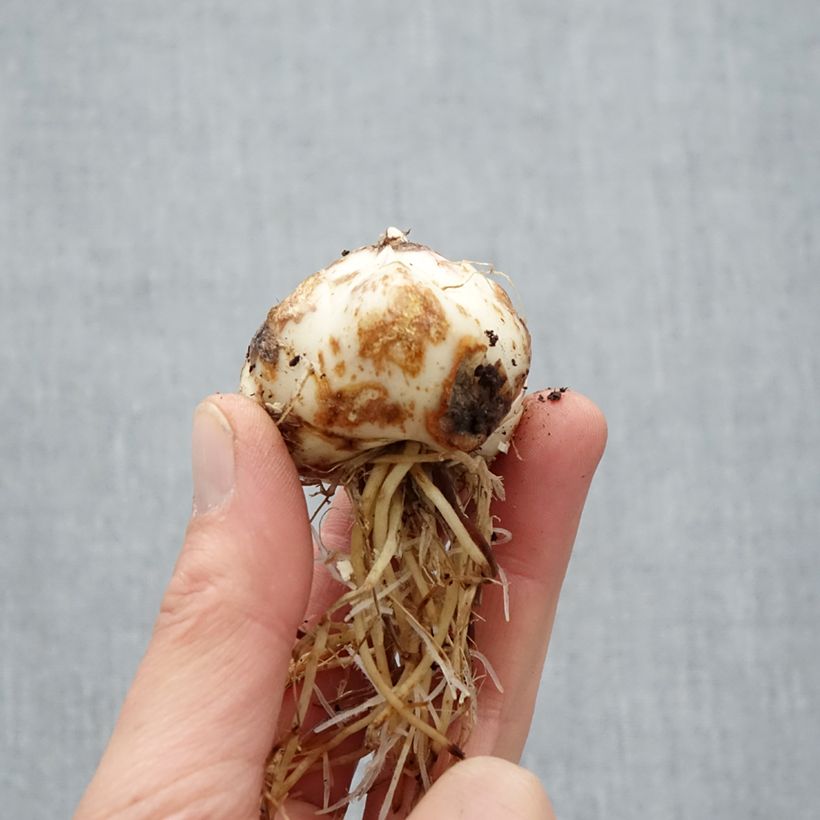 Exemplaar van Lilium Purple Eye - Aziatische lelie Bol kaliber 16/18 zoals geleverd in de lente