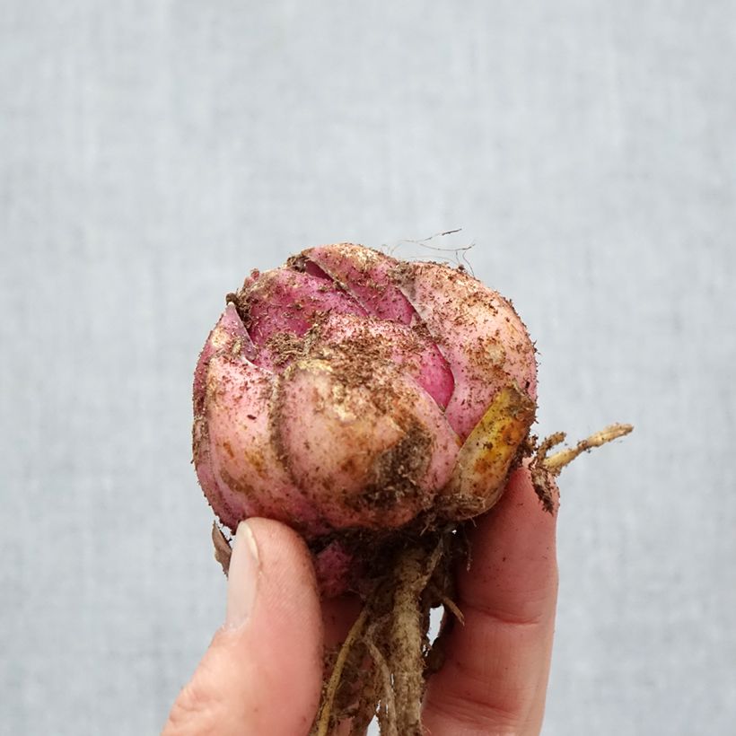 Exemplaar van Lilium Bellamonte - Oriëntaalse lelie Bol kaliber 18/20 zoals geleverd in de lente