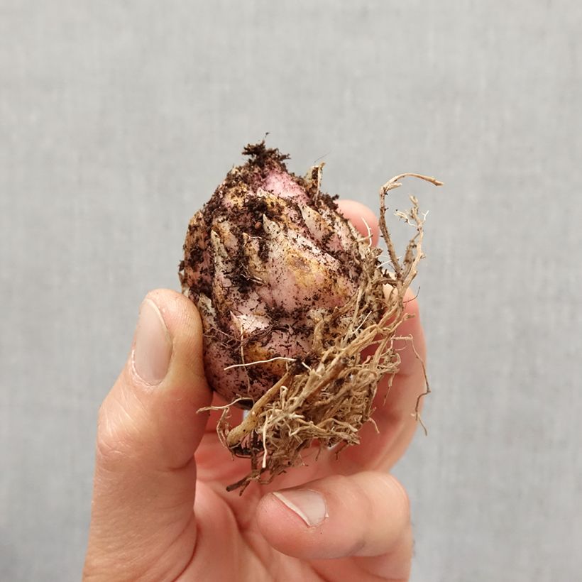 Exemplaar van Lilium martagon Sunny Morning - Turkse lelie Bol kaliber 12/14 zoals geleverd in de lente