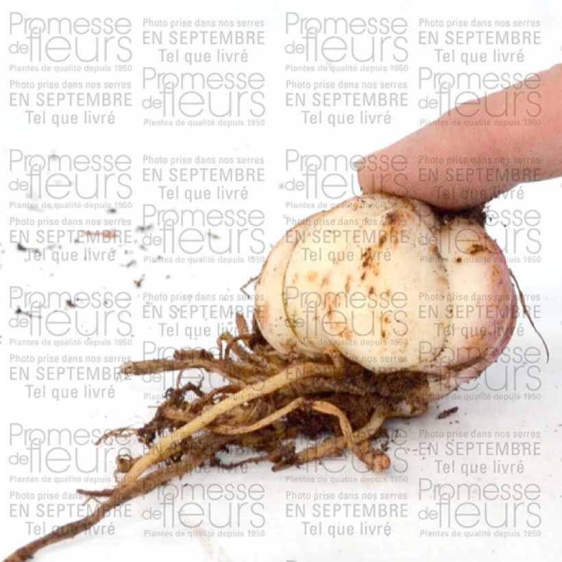 Voorbeeld van een exemplaar van Lilium Spring Pink - Aziatische lelie Bol kaliber 16+ zoals geleverd