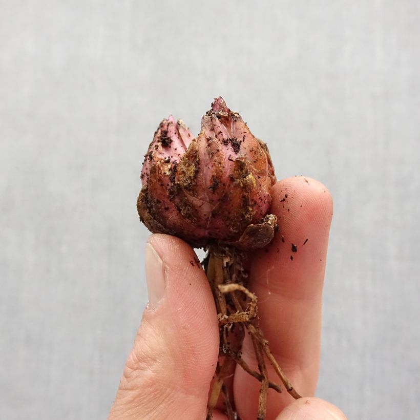 Example of Lis hybride Fusion - Lilium (x) pardalinum Bol size 14/16 as you get in printemps