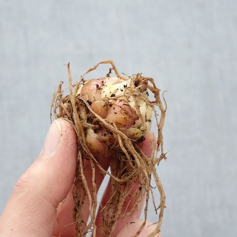 Exemplaar van Lilium Lankon - Aziatische Lelie Bol kaliber 15+ zoals geleverd in de lente