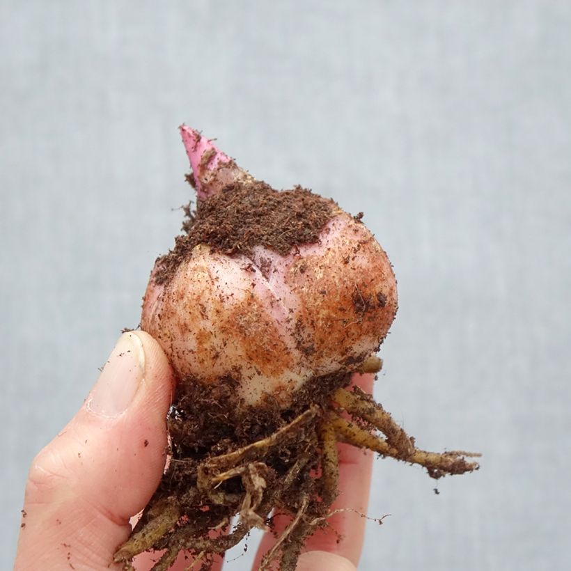 Exemplaar van Lilium Carbonero  - Oriëntaalse lelie Bol kaliber 18/20 zoals geleverd in de lente