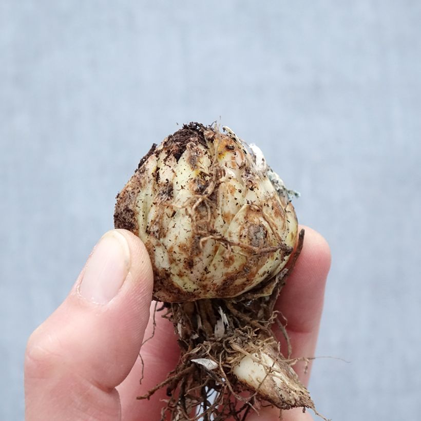 Example of Lis hybride oriental - Lilium x speciosum Black Beauty - Bol size 14/16 as you get in printemps