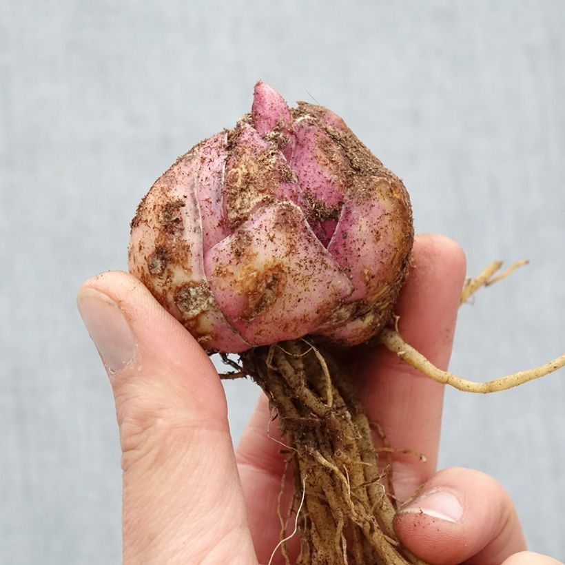 Exemplaar van Lilium Petacas - Oriëntaalse lelie Bol kaliber 18/20 zoals geleverd in de lente