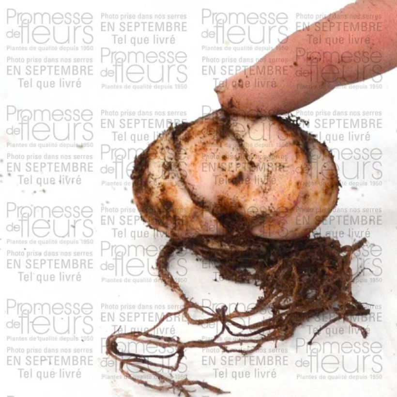 Voorbeeld van een exemplaar van Lilium Pink Flavour - Aziatische Lelie Bol kaliber 20+ zoals geleverd