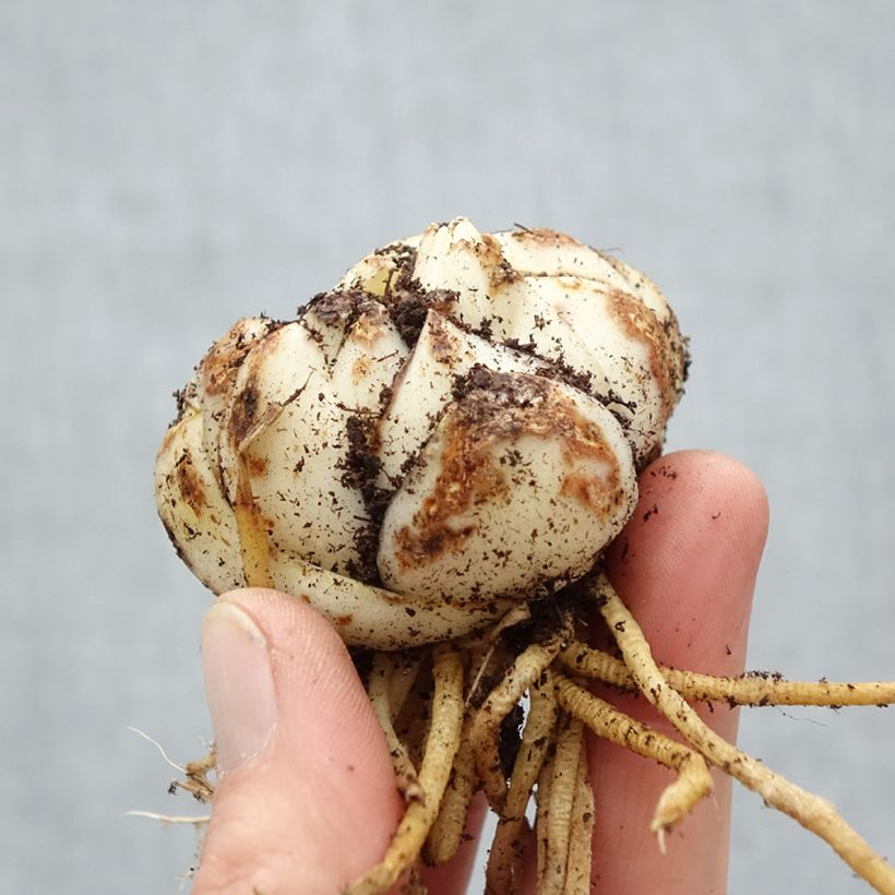 Exemplaar van Lilium Surfside - Trompetlelie Bol kaliber 16/18 zoals geleverd in de lente