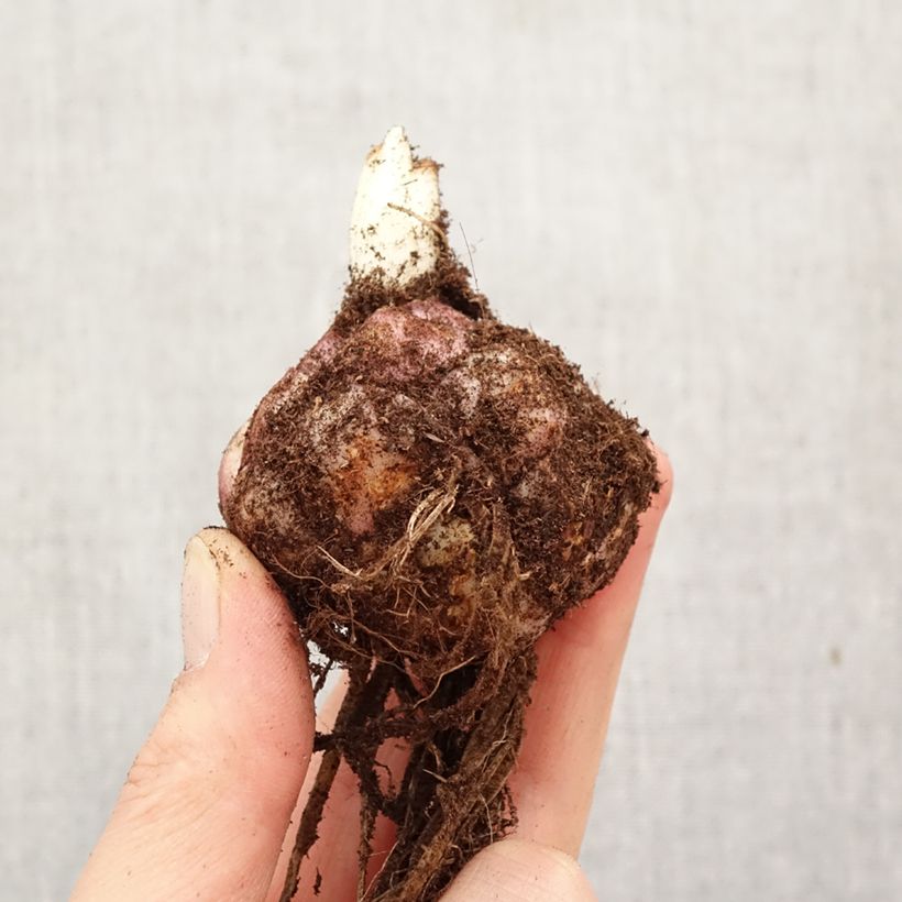 Exemplaar van Lilium Sweet Sugar - Trompetlelie Bol kaliber 18/20 zoals geleverd in de lente